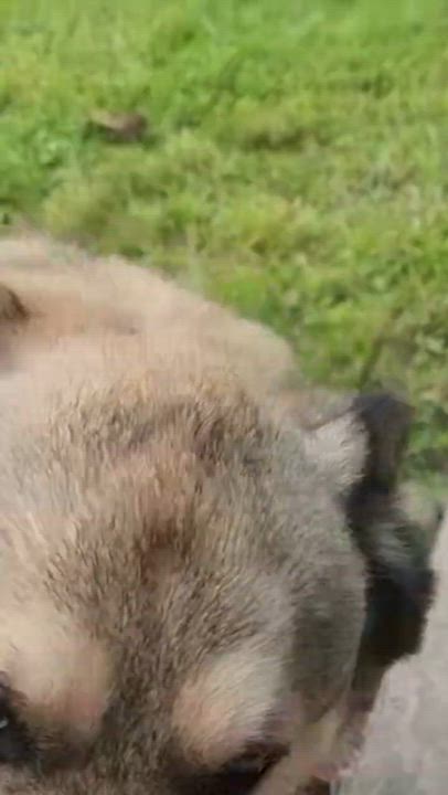Enlarge Muttley - Courtesy Listing, a Adoptable mixed breed in Attica, MI video 5/5