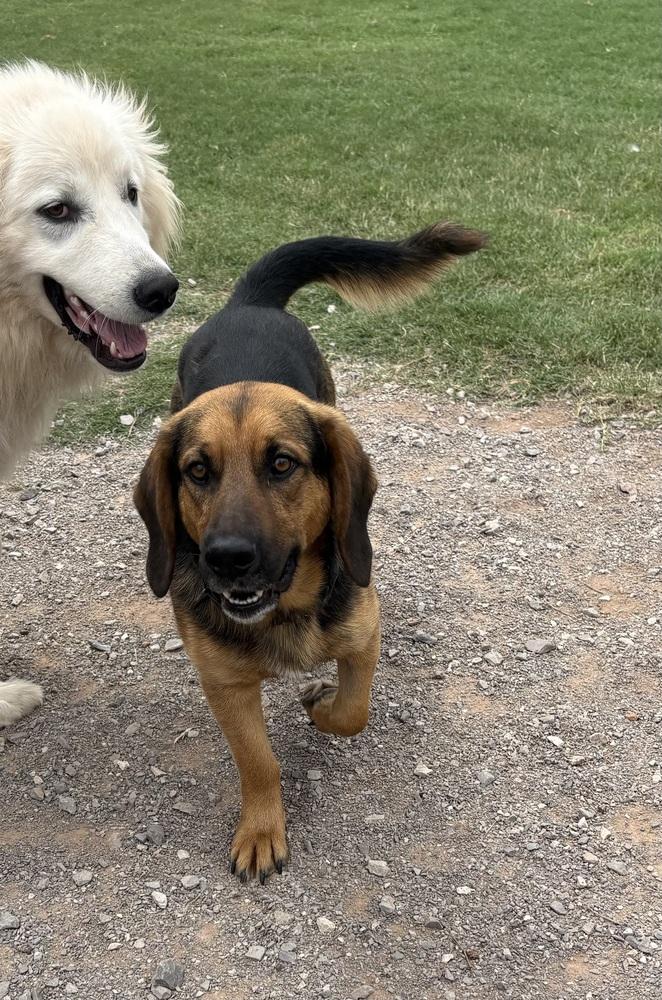 Costello, Adoptable, Young Male Hound.