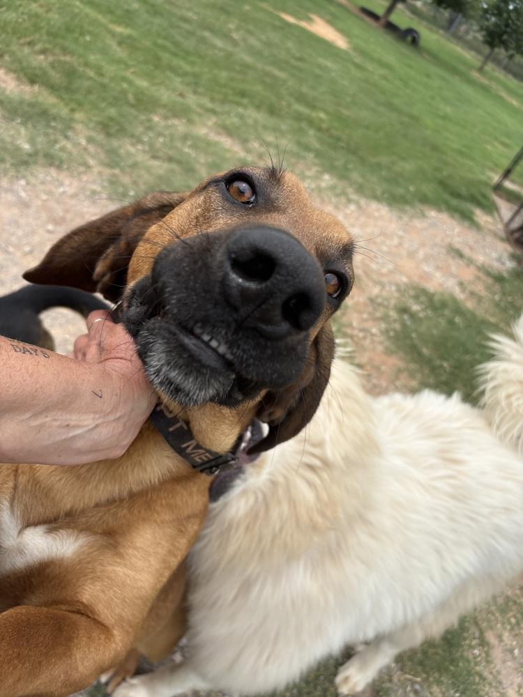 Costello, Adoptable, Young Male Hound.