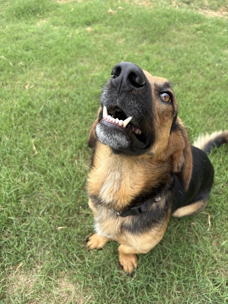 Costello, a Adoptable mixed breed in Deerfield, WI image 2/4