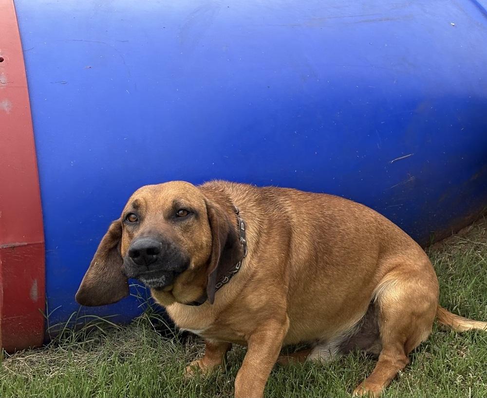 Enlarge Costello, a Adoptable mixed breed in Deerfield, WI image 3/3