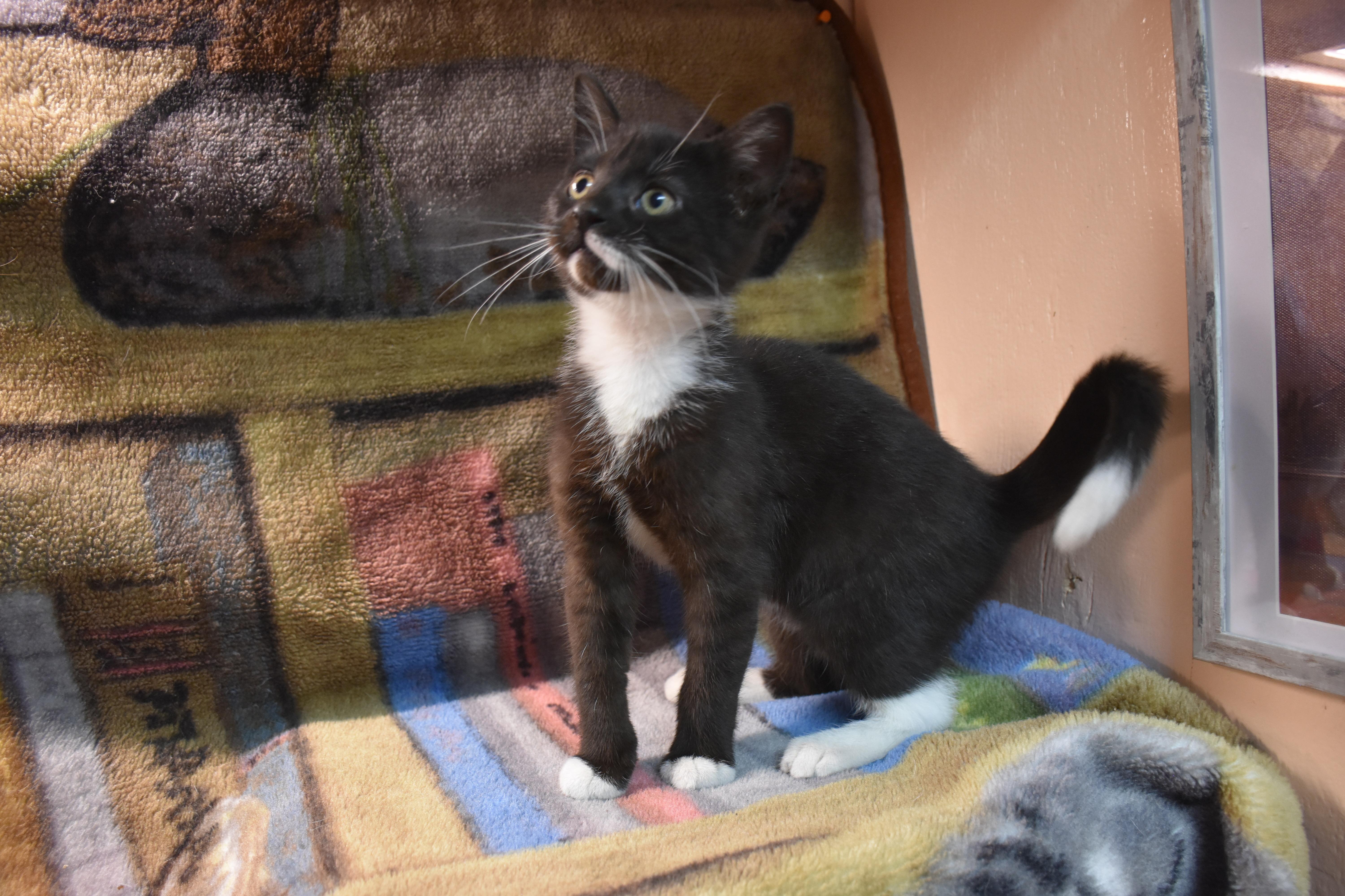 Enlarge P.Larry, an adopted Domestic Short Hair in North Judson, IN image 1/1