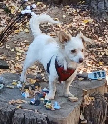 Sugar, Adoptable, Adult Female Chihuahua & Papillon.