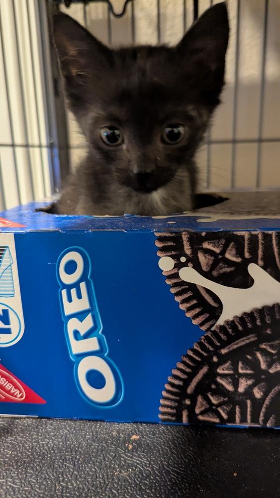 Glys, Adoptable, Kitten Female Domestic Short Hair.