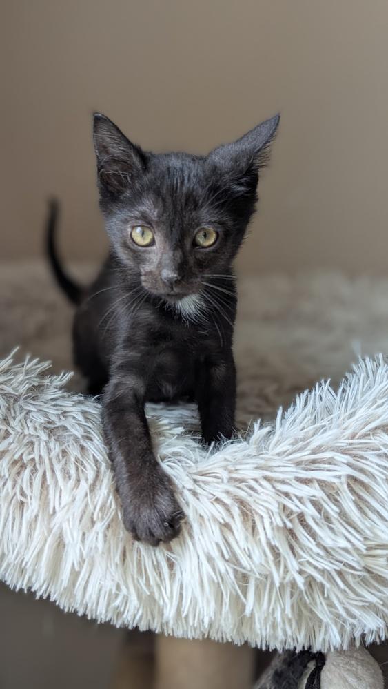 Enlarge Glys, a Adoptable Domestic Short Hair in Orlando, FL image 2/6