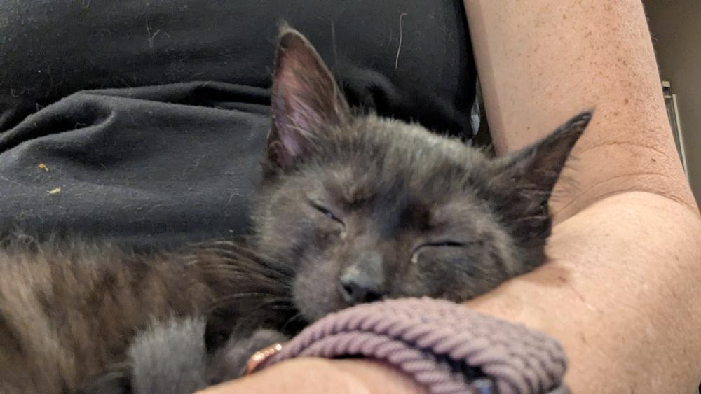 Enlarge Glys, a Adoptable Domestic Short Hair in Orlando, FL image 3/6