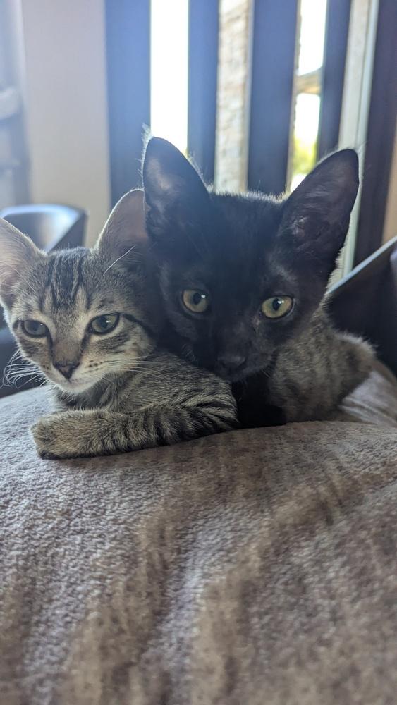 Enlarge Glys, a Adoptable Domestic Short Hair in Orlando, FL image 4/6