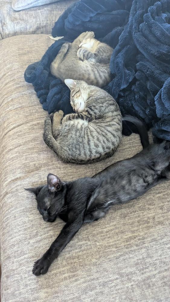 Enlarge Glys, a Adoptable Domestic Short Hair in Orlando, FL image 5/6