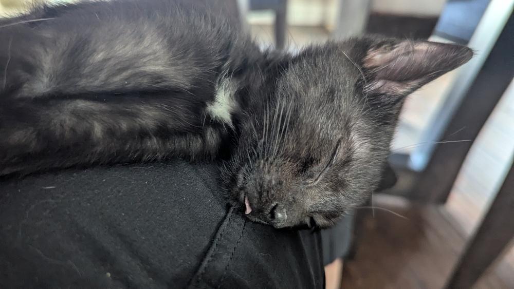 Enlarge Glys, a Adoptable Domestic Short Hair in Orlando, FL image 6/6