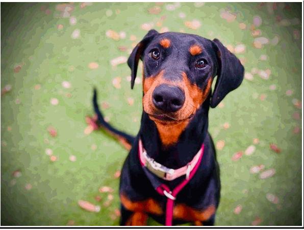 Evie 3524, a Adoptable Doberman Pinscher in Oakland Park, FL image 1/3