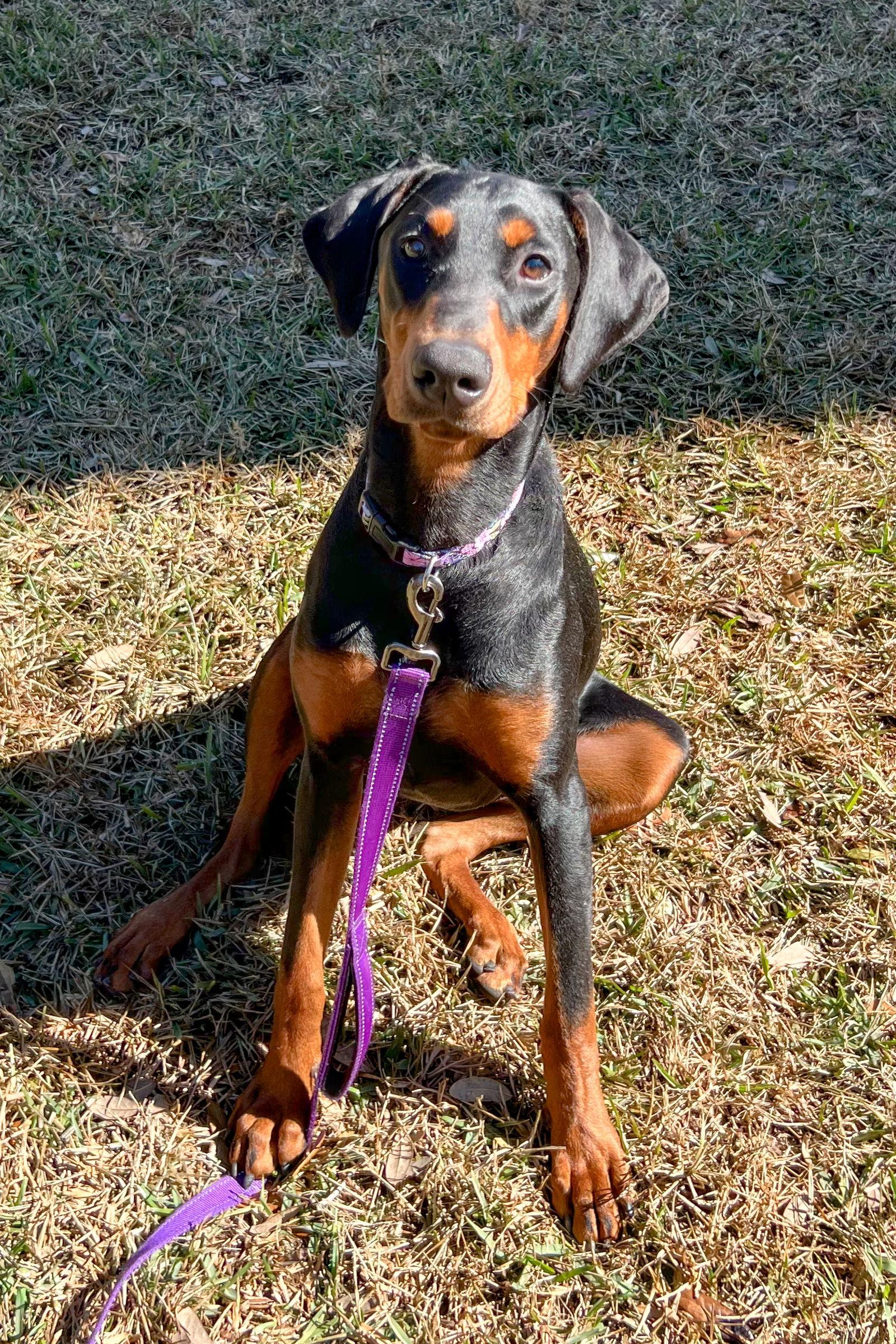 Evie 3524, a Adoptable Doberman Pinscher in Oakland Park, FL image 2/3