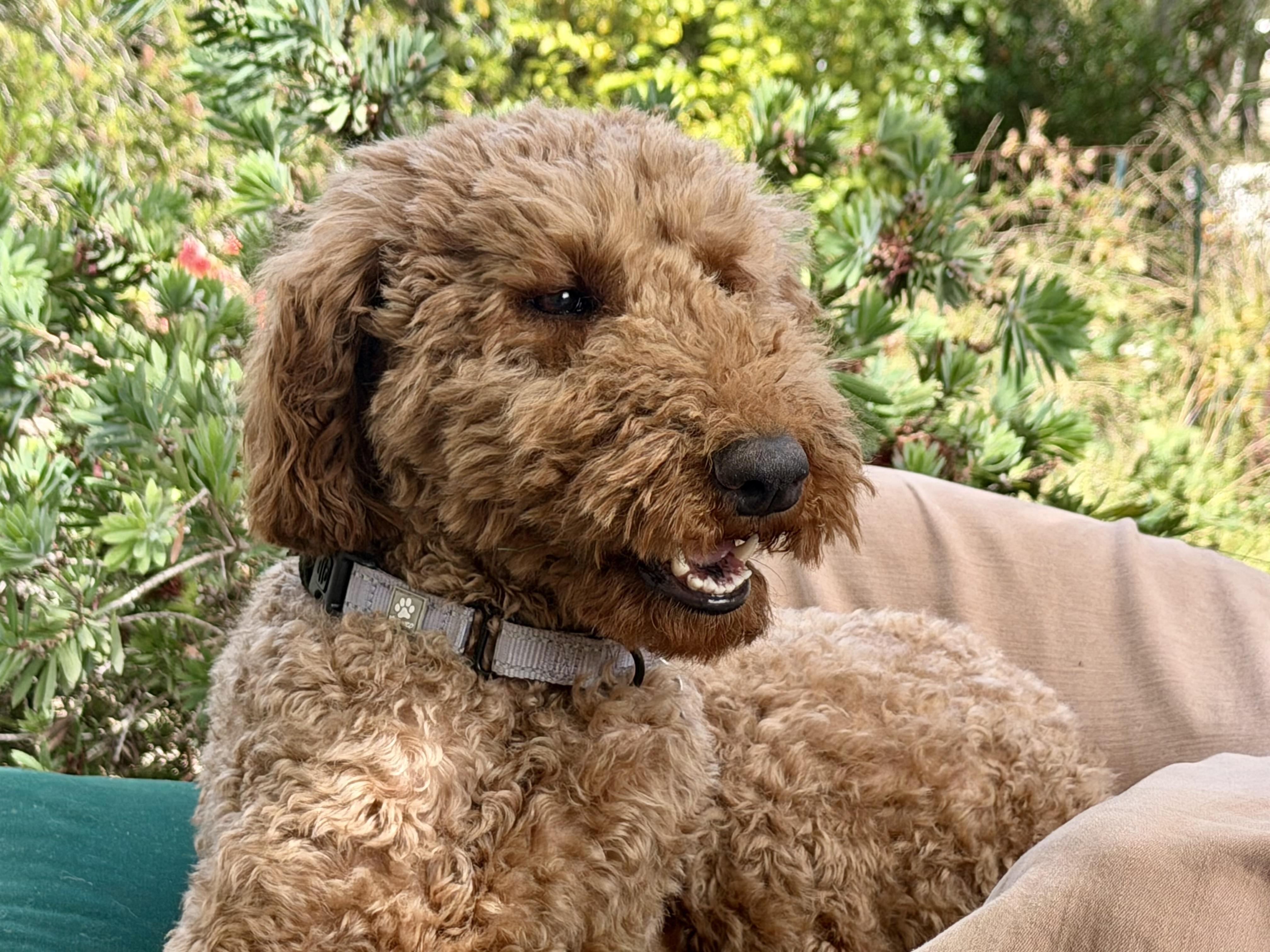 KaihaLuLu aka Lulu, an adopted Standard Poodle in Sunset Beach , CA image 2/6
