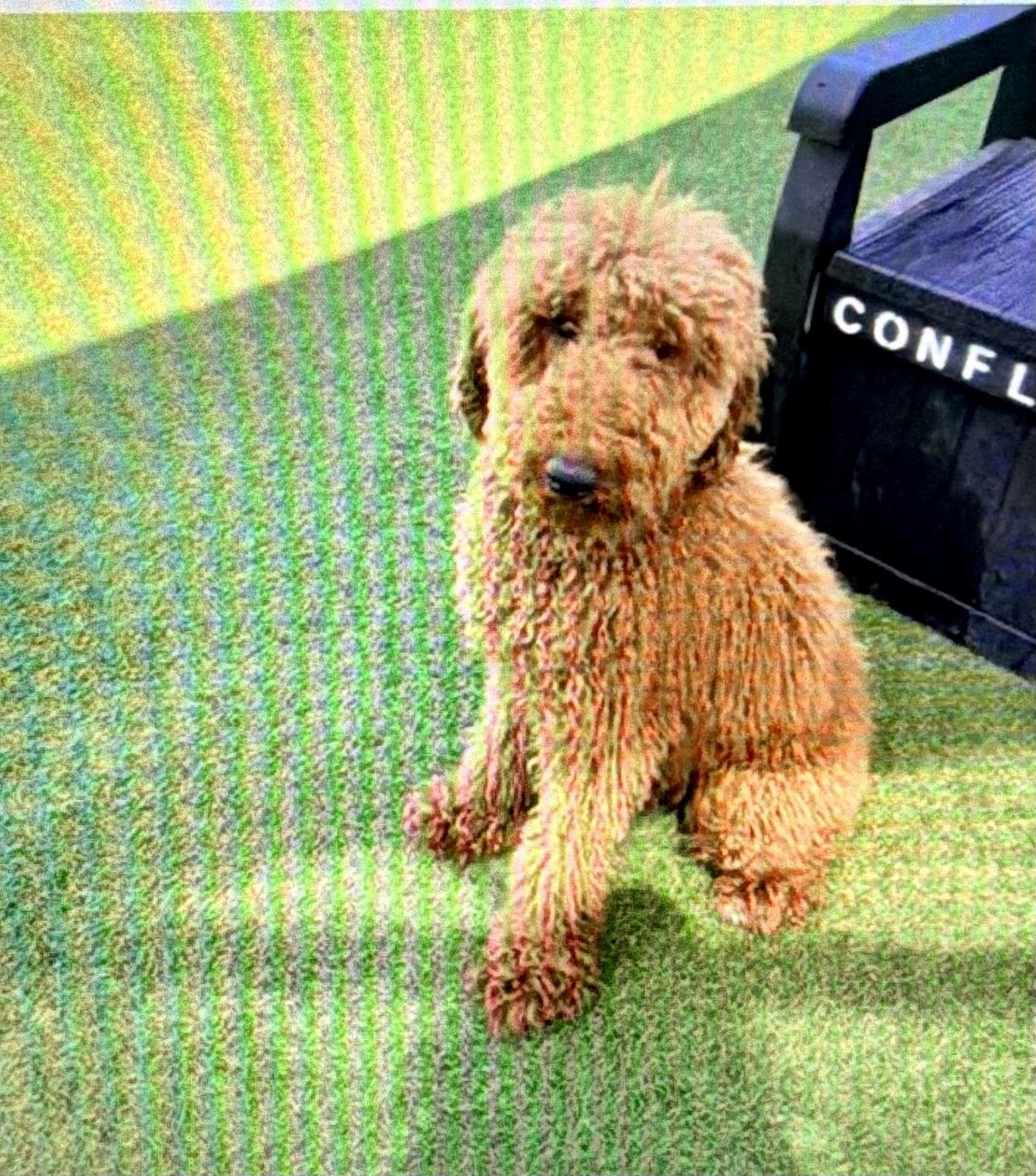 KaihaLuLu aka Lulu, an adopted Standard Poodle in Sunset Beach , CA image 5/6