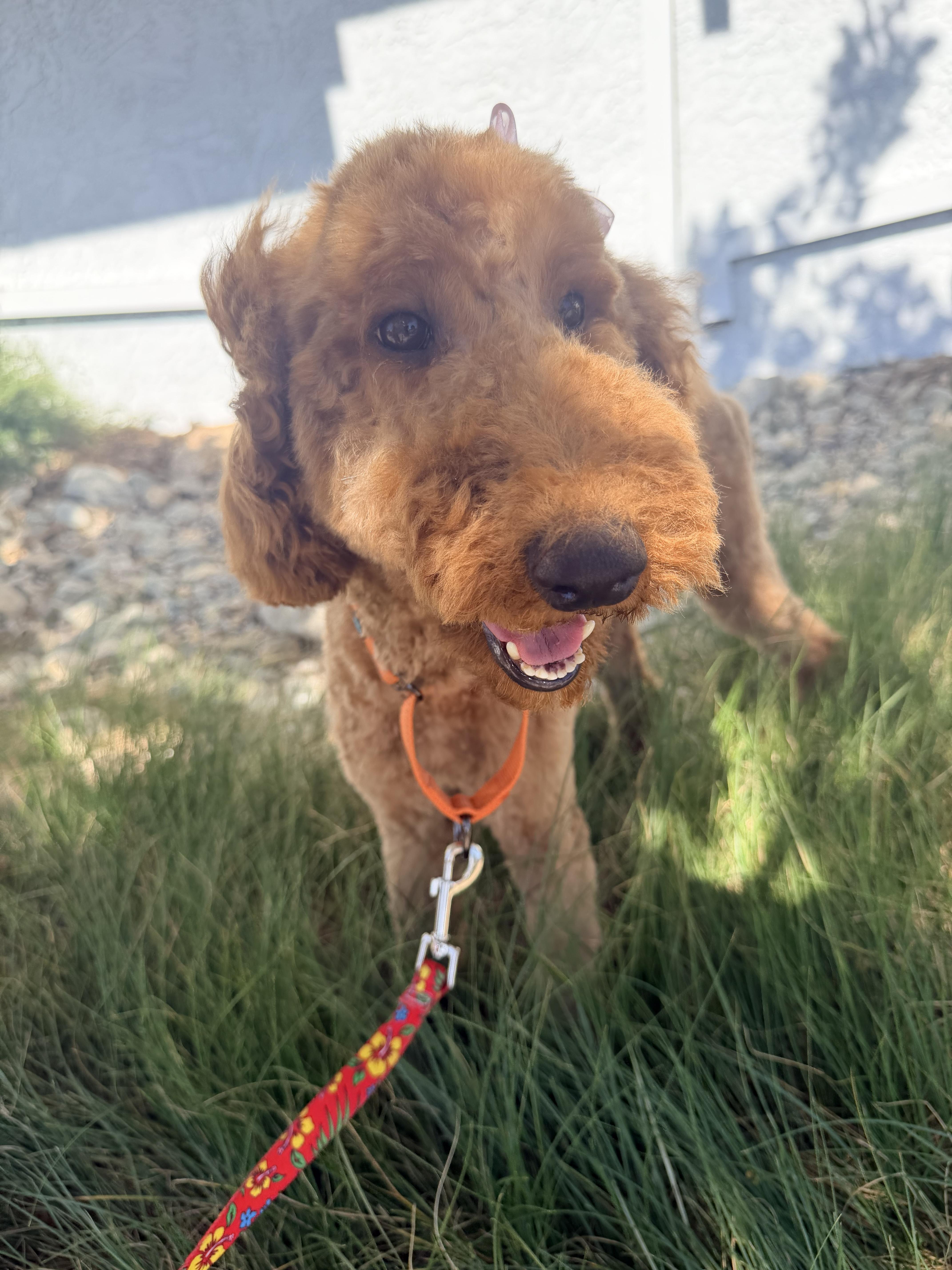 KaihaLuLu aka Lulu, an adopted Standard Poodle in Sunset Beach , CA image 6/6