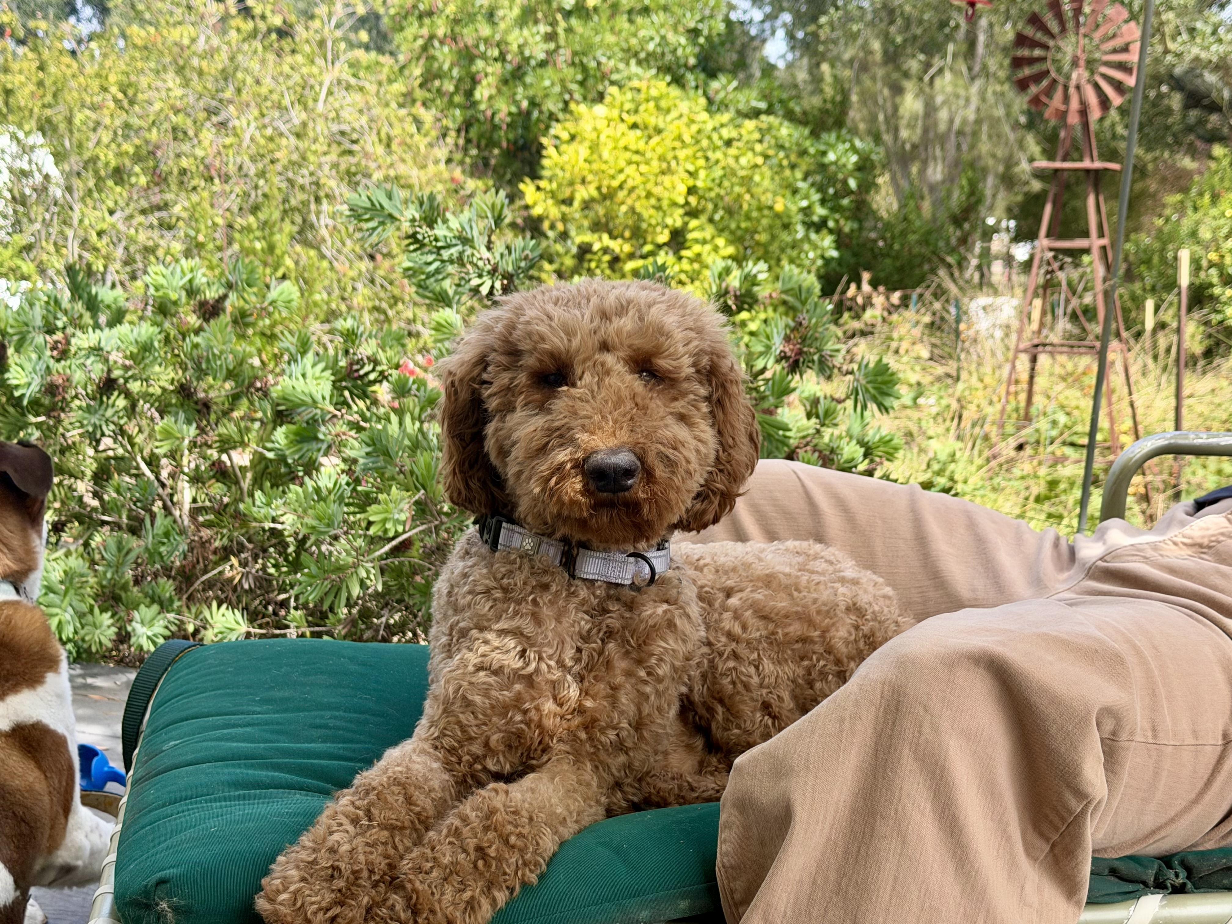 KaihaLuLu aka Lulu, an adopted Standard Poodle in Sunset Beach , CA image 3/6