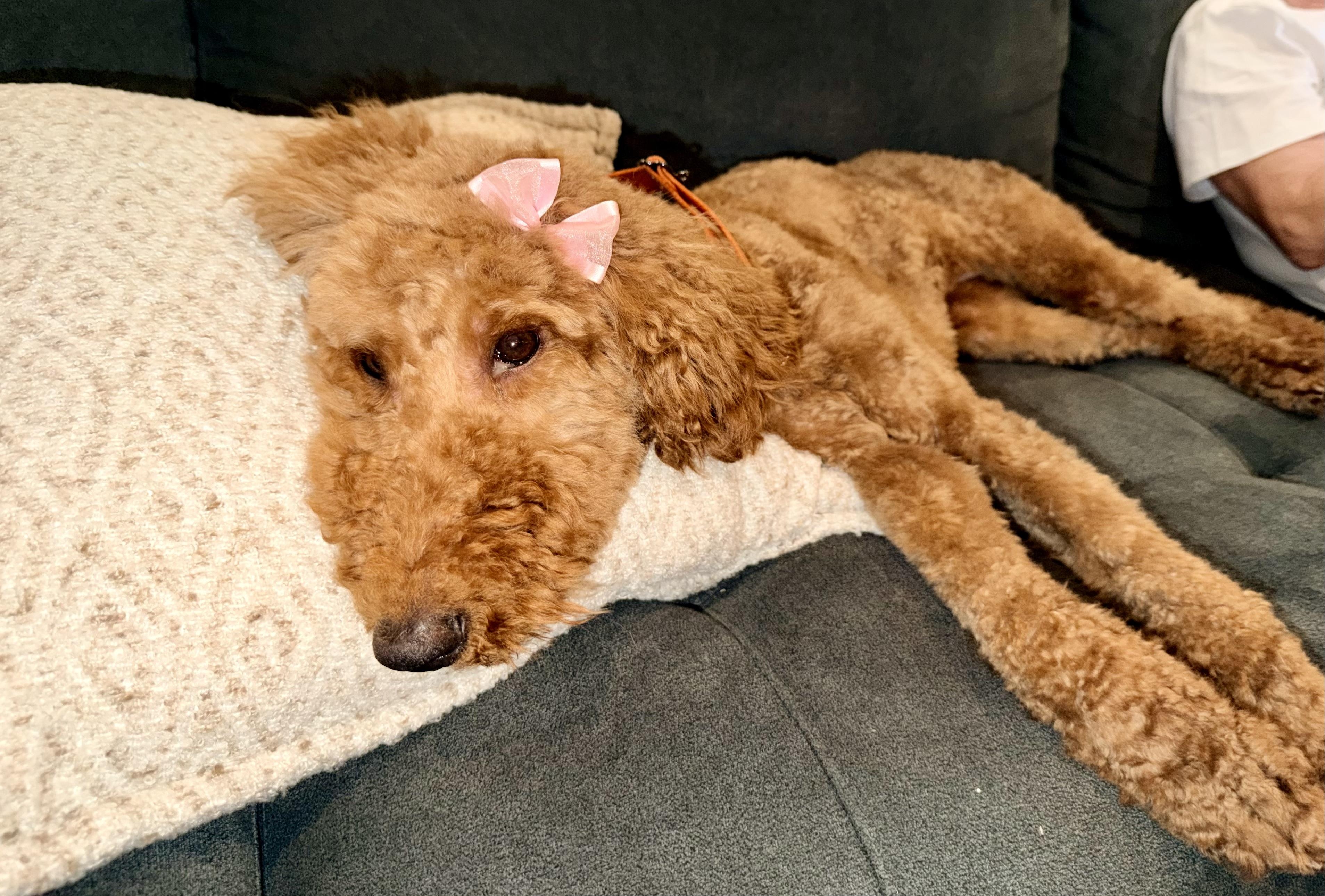 KaihaLuLu aka Lulu, an adopted Standard Poodle in Sunset Beach , CA image 4/6