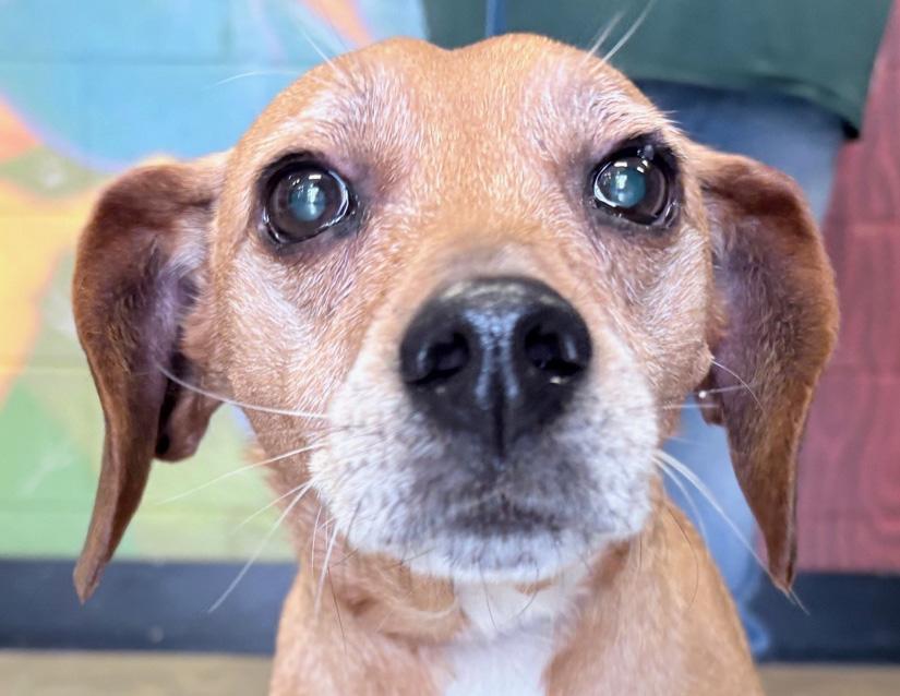 Enlarge Bruiser, an adoptable mixed breed in Columbus, IN image 2/2