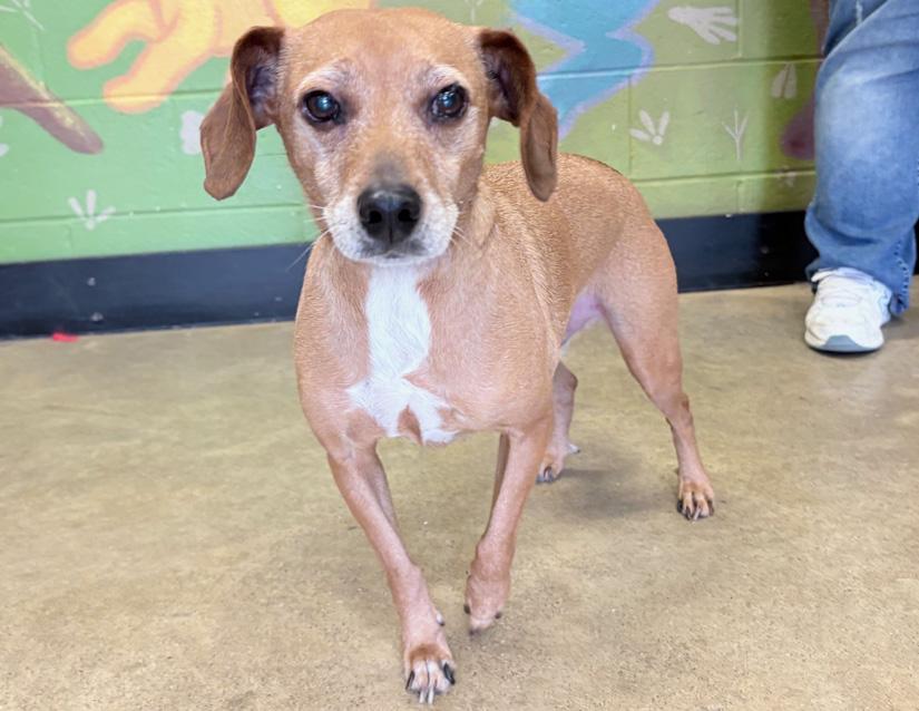 Bruiser, adoptable, Senior Male Beagle & Chihuahua.