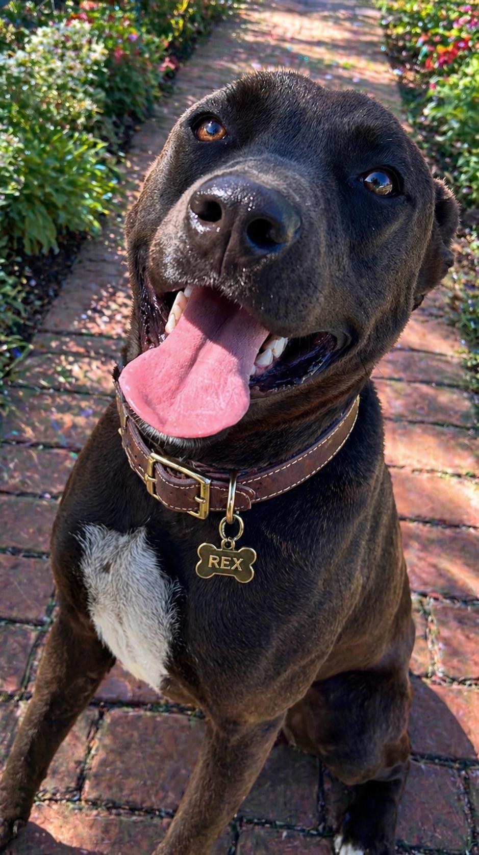 Enlarge REX 2  (Handsome, Loving, Good With All Ages, Loves Attention & Playtime), a Adoptable mixed breed in Cambridge, MA image 4/5
