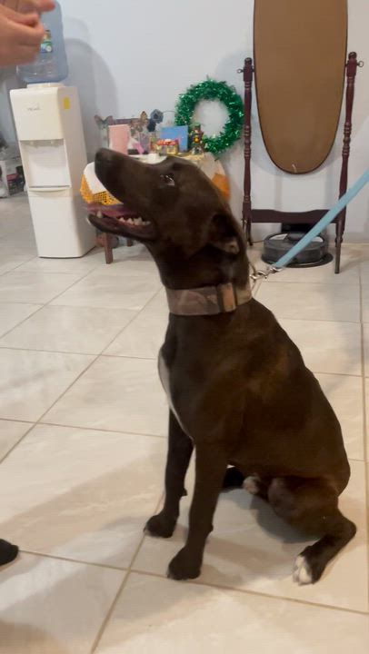Enlarge REX 2  (Handsome, Loving, Good With All Ages, Loves Attention & Playtime), a Adoptable mixed breed in Cambridge, MA video 2/5