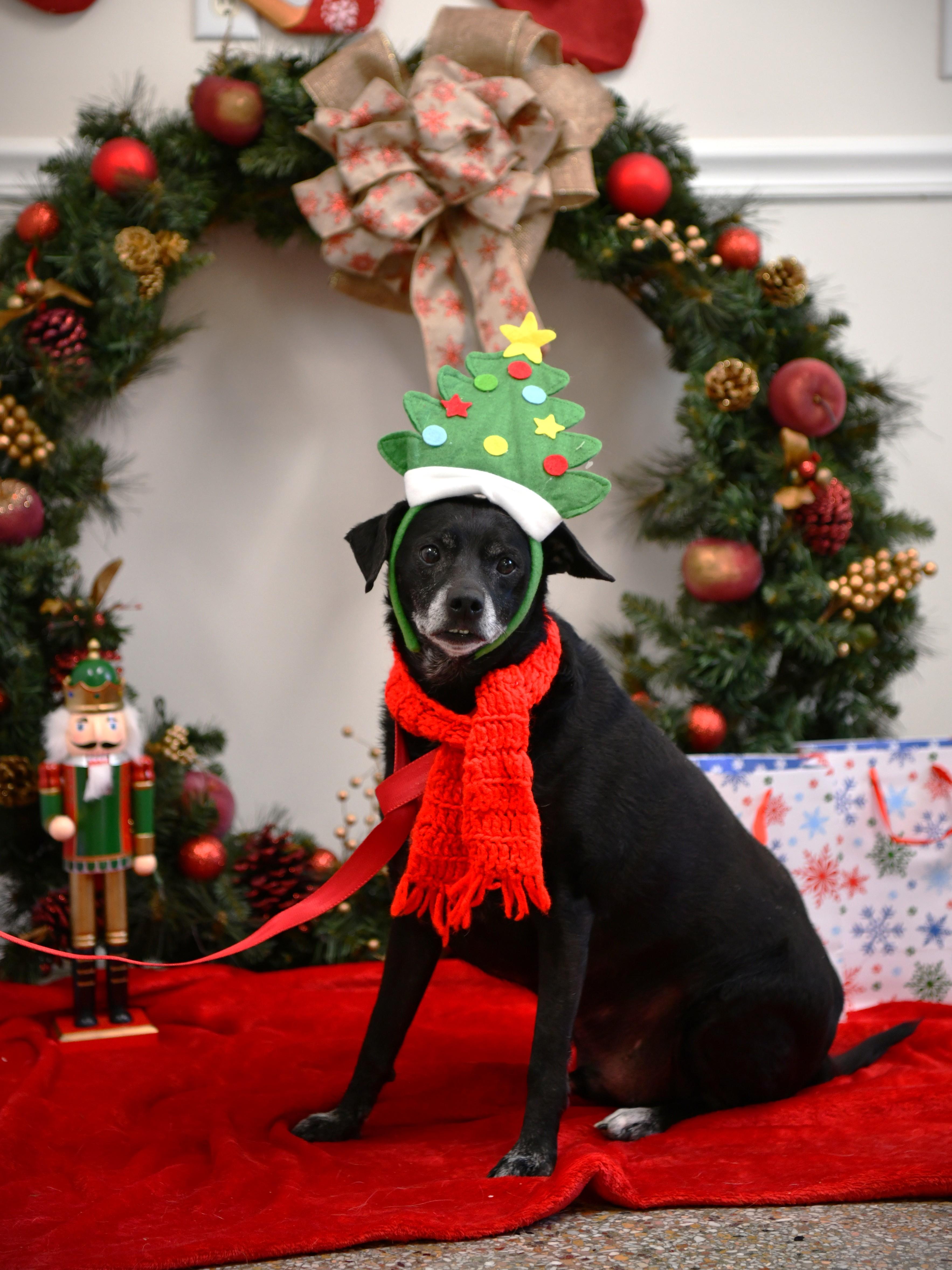 Weston, a ADOPTABLE Terrier in Fairhope, AL image 2/2