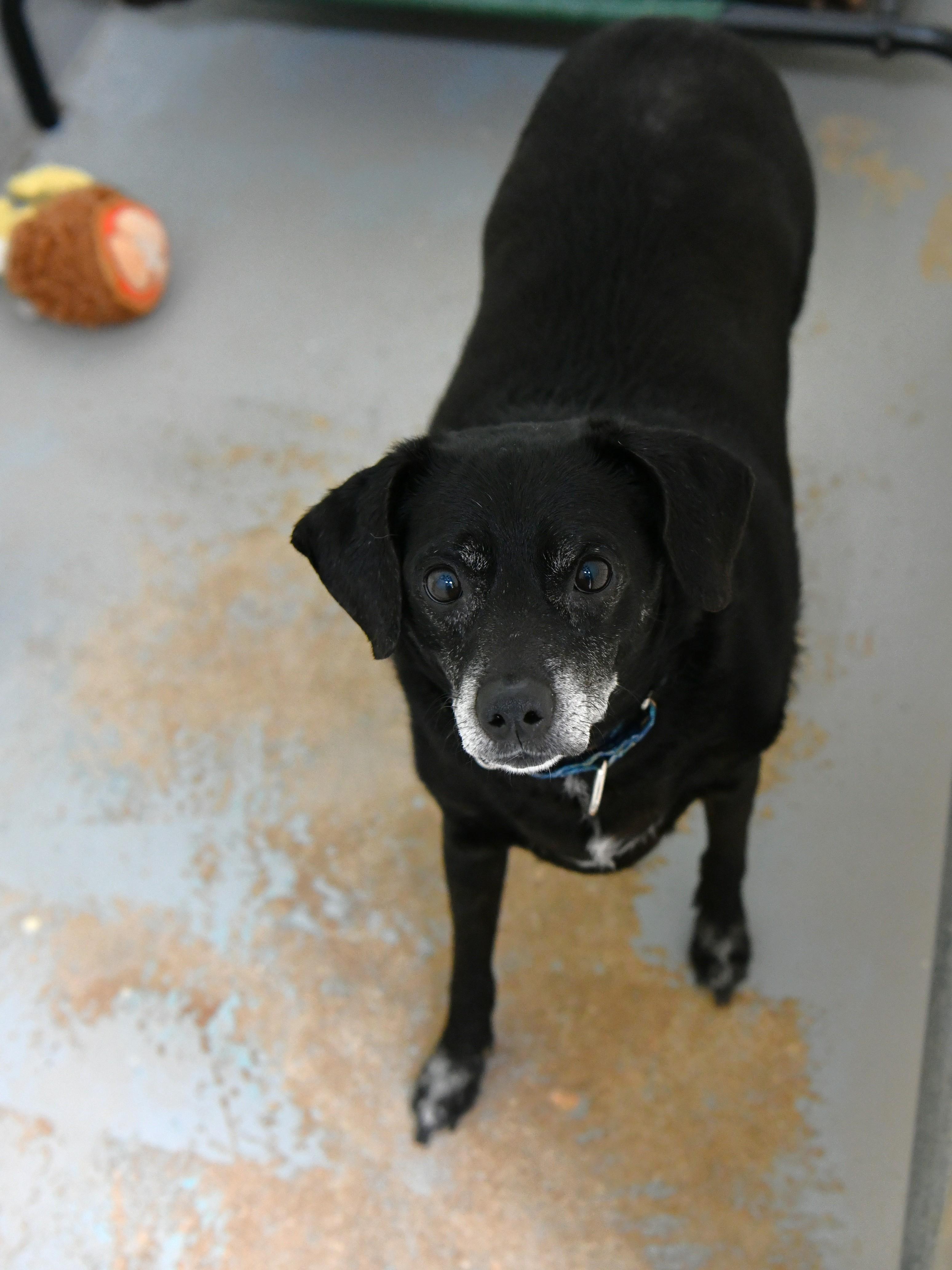 Weston, a ADOPTABLE Terrier in Fairhope, AL image 1/2