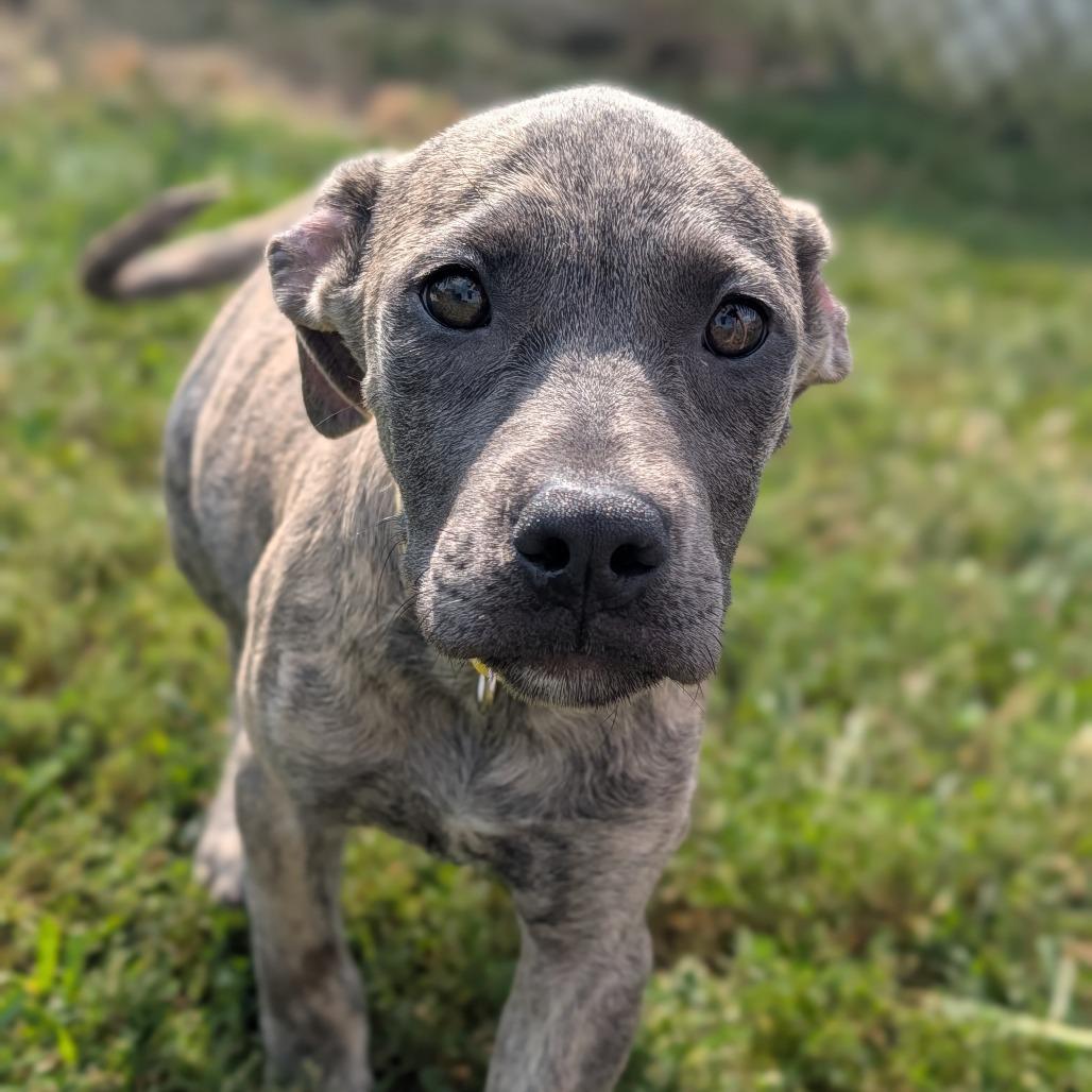Nocona, Adoptable, Puppy Female Pit Bull Terrier & Mastiff.