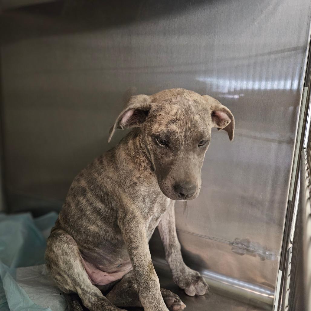 Enlarge Nocona, a Adoptable mixed breed in Jasper, IN image 2/5