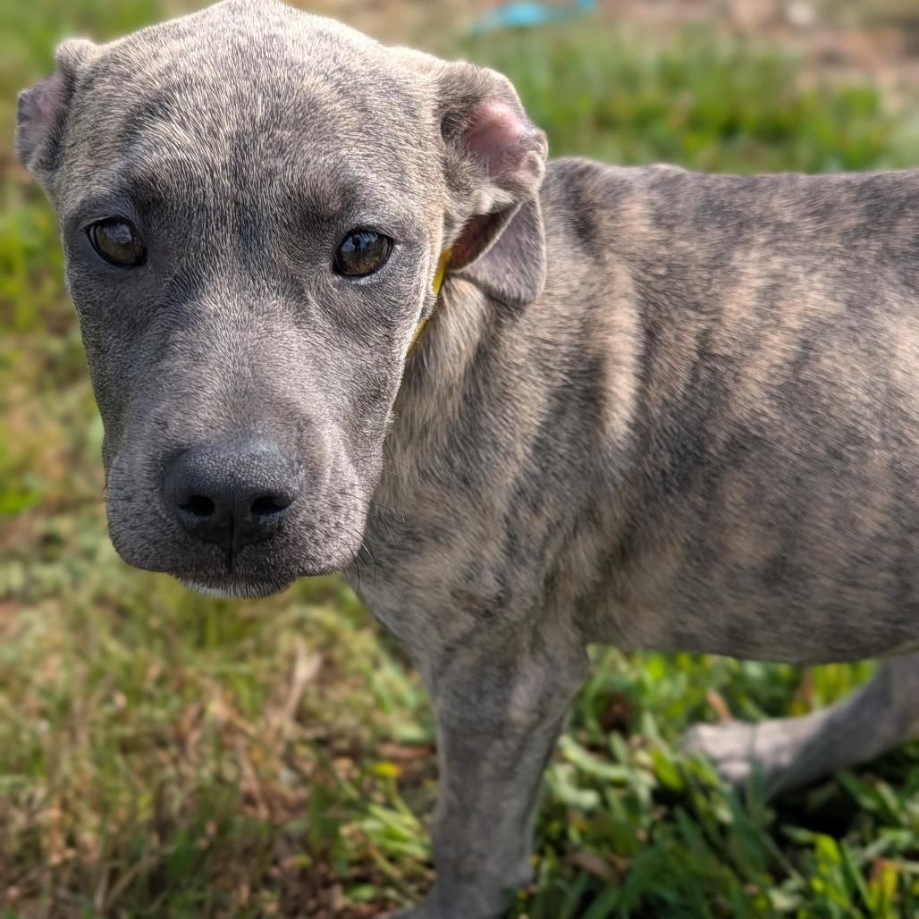 Enlarge Nocona, a Adoptable mixed breed in Jasper, IN image 3/5