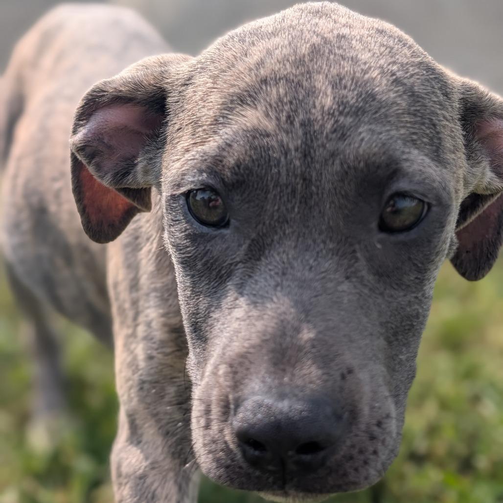 Enlarge Nocona, a Adoptable mixed breed in Jasper, IN image 4/5