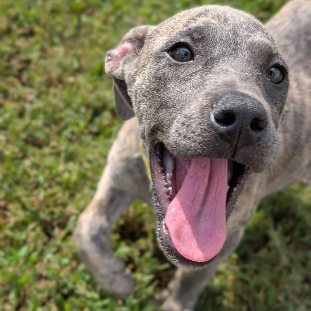 Enlarge Nocona, a Adoptable mixed breed in Jasper, IN image 5/5