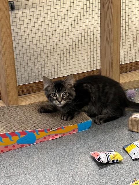 Carmen, ADOPTABLE, Kitten Female Domestic Medium Hair & Maine Coon.