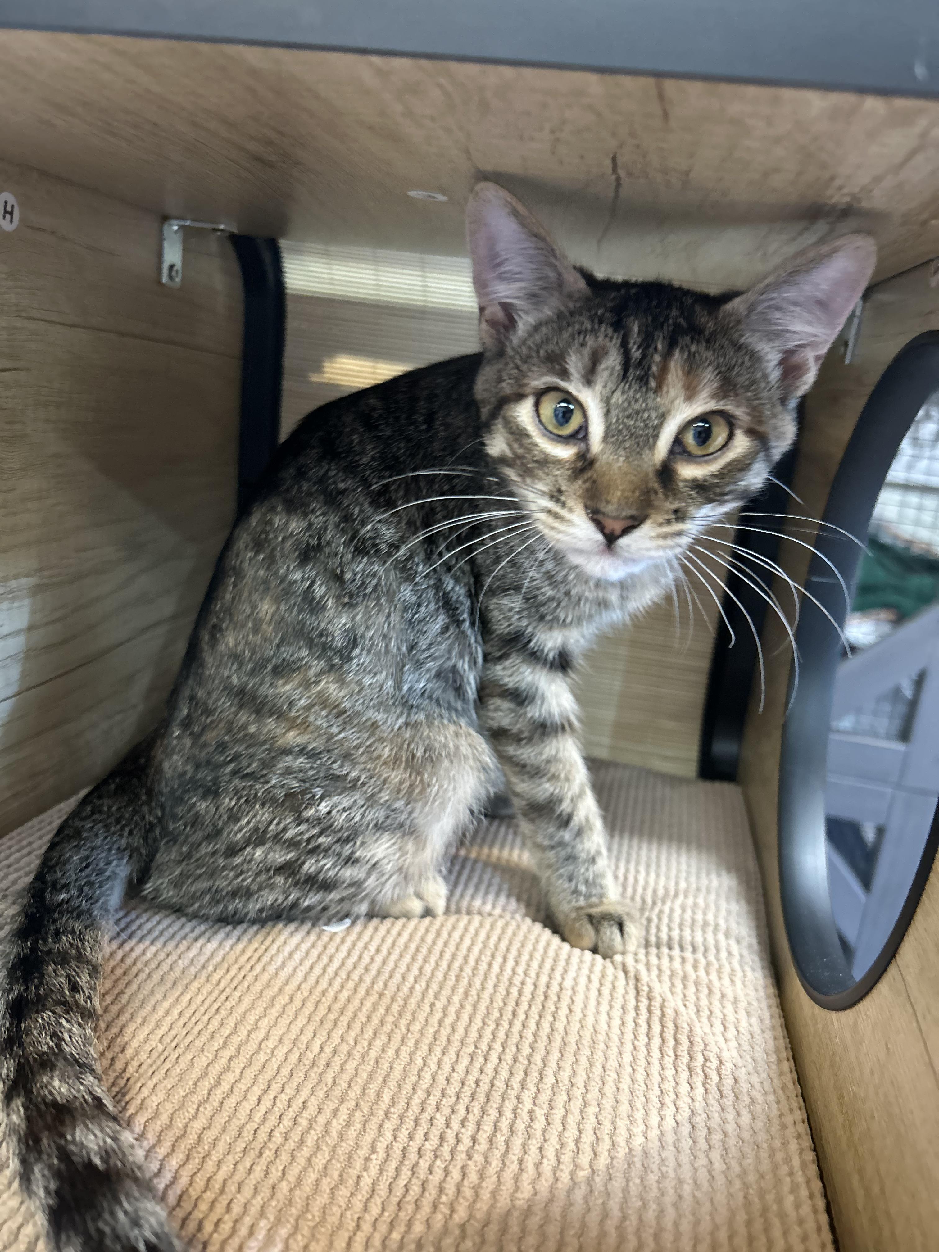 Enlarge Buttercup, a Adoptable Domestic Short Hair in Tillamook, OR image 2/6