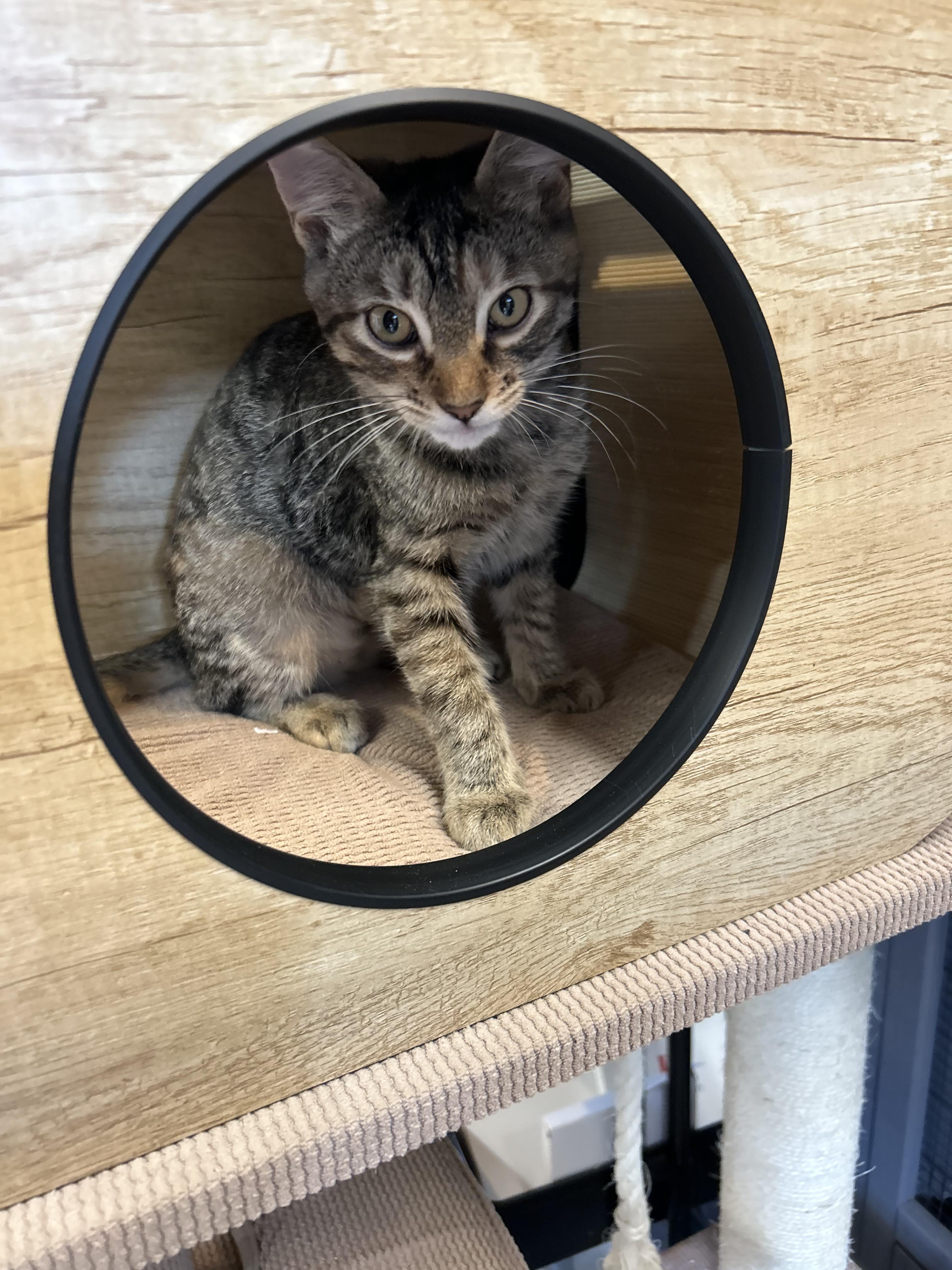 Enlarge Buttercup, a Adoptable Domestic Short Hair in Tillamook, OR image 5/6