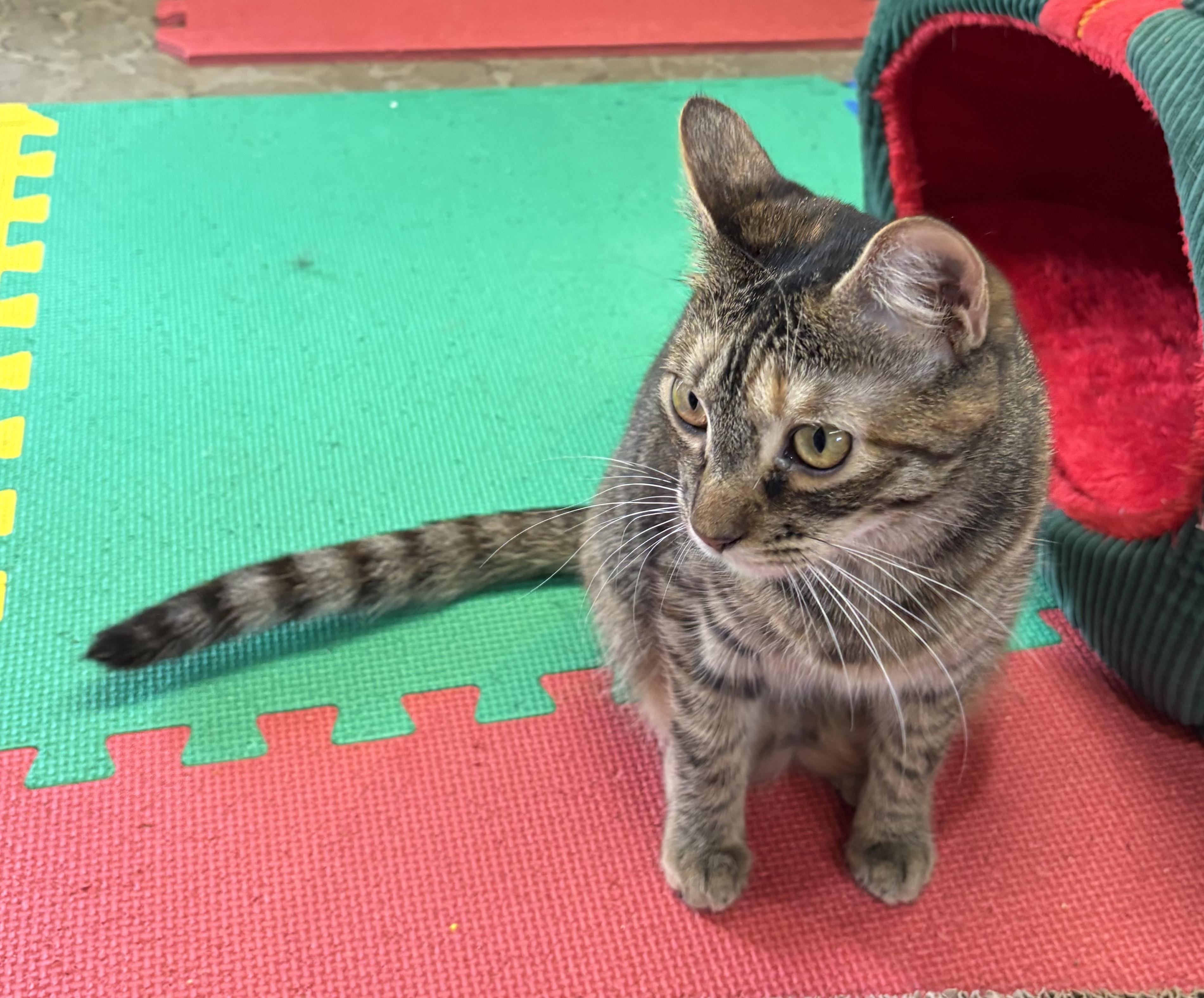 Enlarge Buttercup, a Adoptable Domestic Short Hair in Tillamook, OR image 3/6