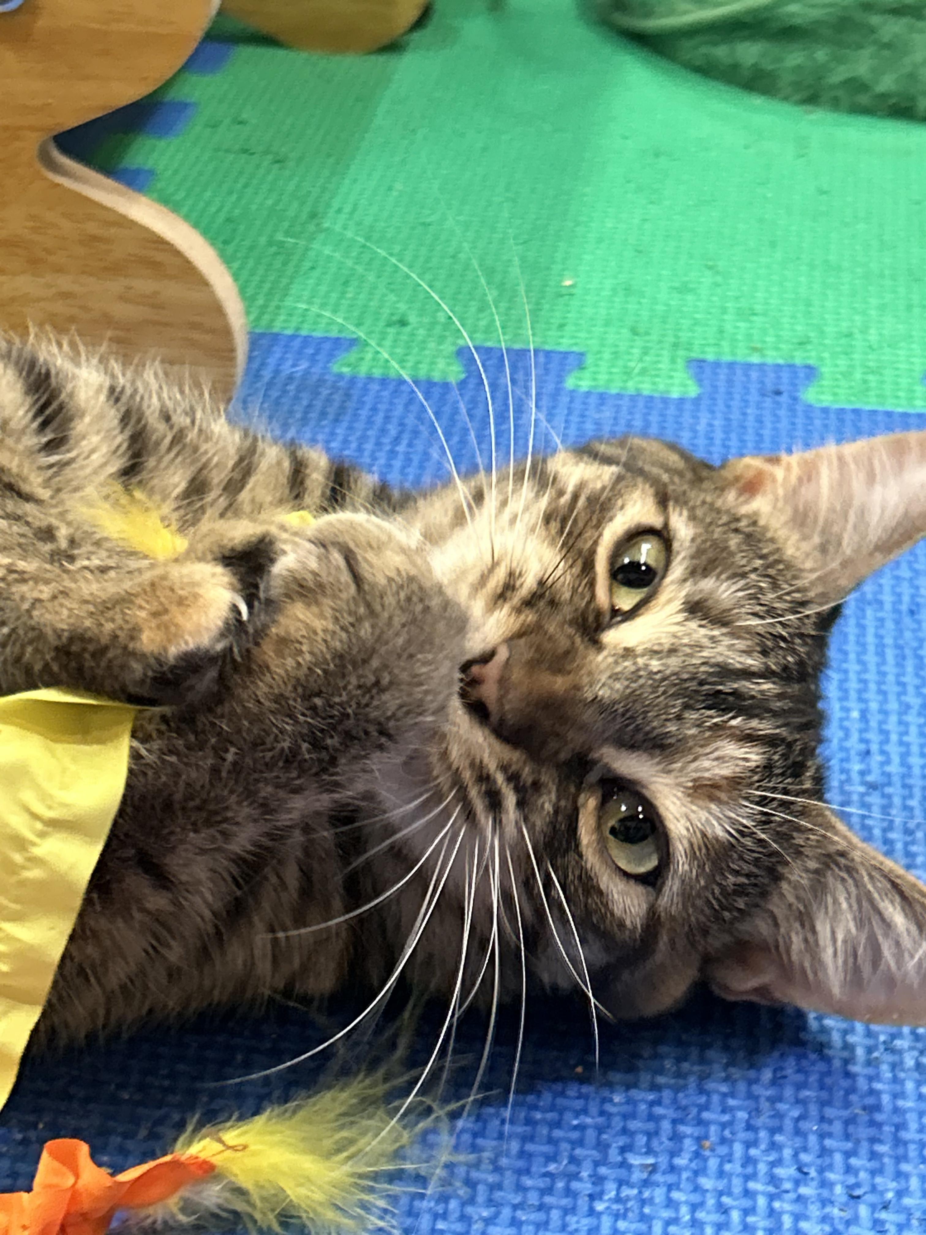 Buttercup, Adoptable, Young Female Domestic Short Hair.