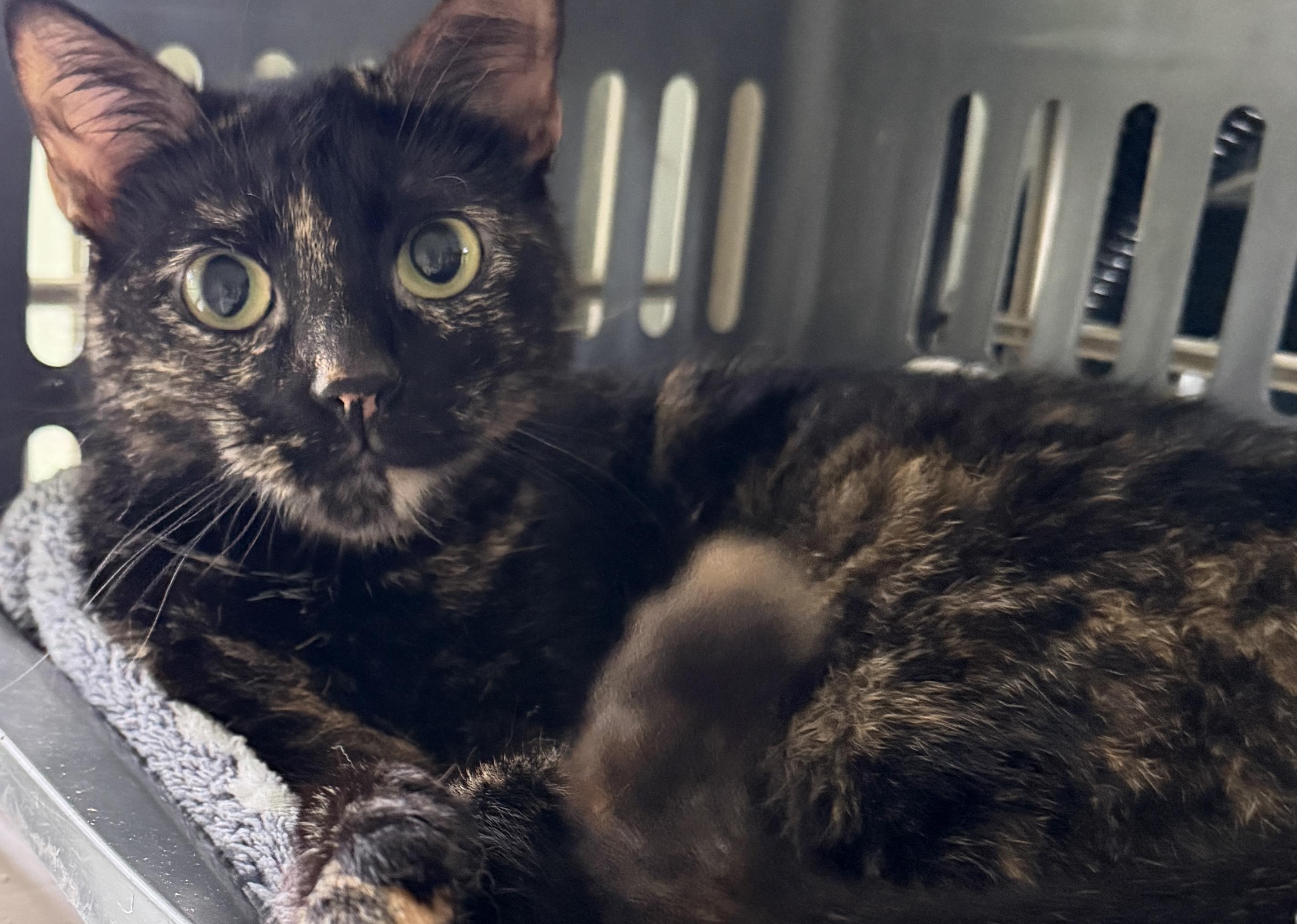 Lacy, a ADOPTABLE Tortoiseshell in Salem, OR image 3/6
