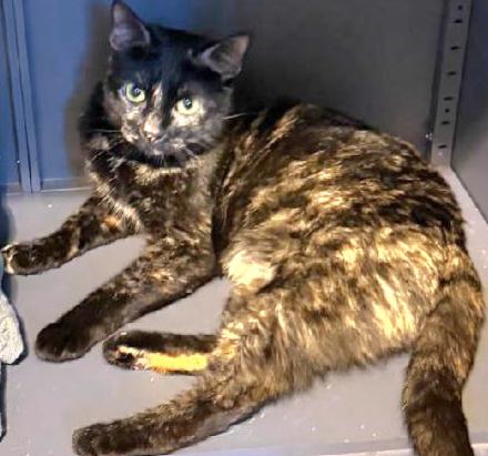 Lacy, a ADOPTABLE Tortoiseshell in Salem, OR image 4/6