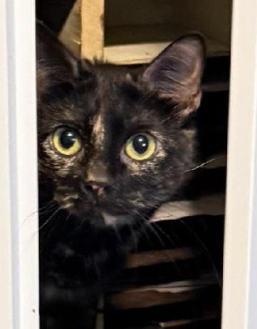 Lacy, a ADOPTABLE Tortoiseshell in Salem, OR image 2/6