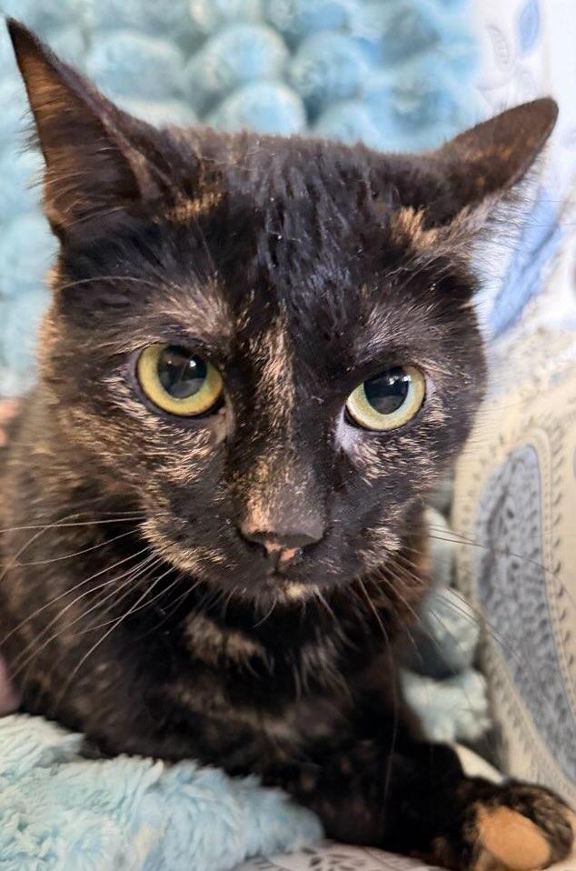 Lacy, a ADOPTABLE Tortoiseshell in Salem, OR image 5/6