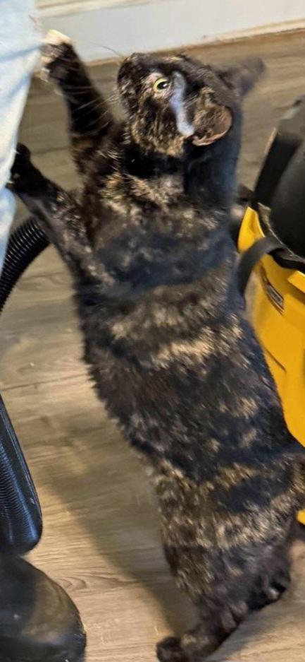 Lacy, a ADOPTABLE Tortoiseshell in Salem, OR image 6/6