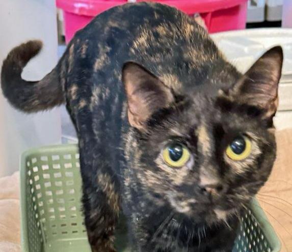Lacy, a ADOPTABLE Tortoiseshell in Salem, OR image 1/6