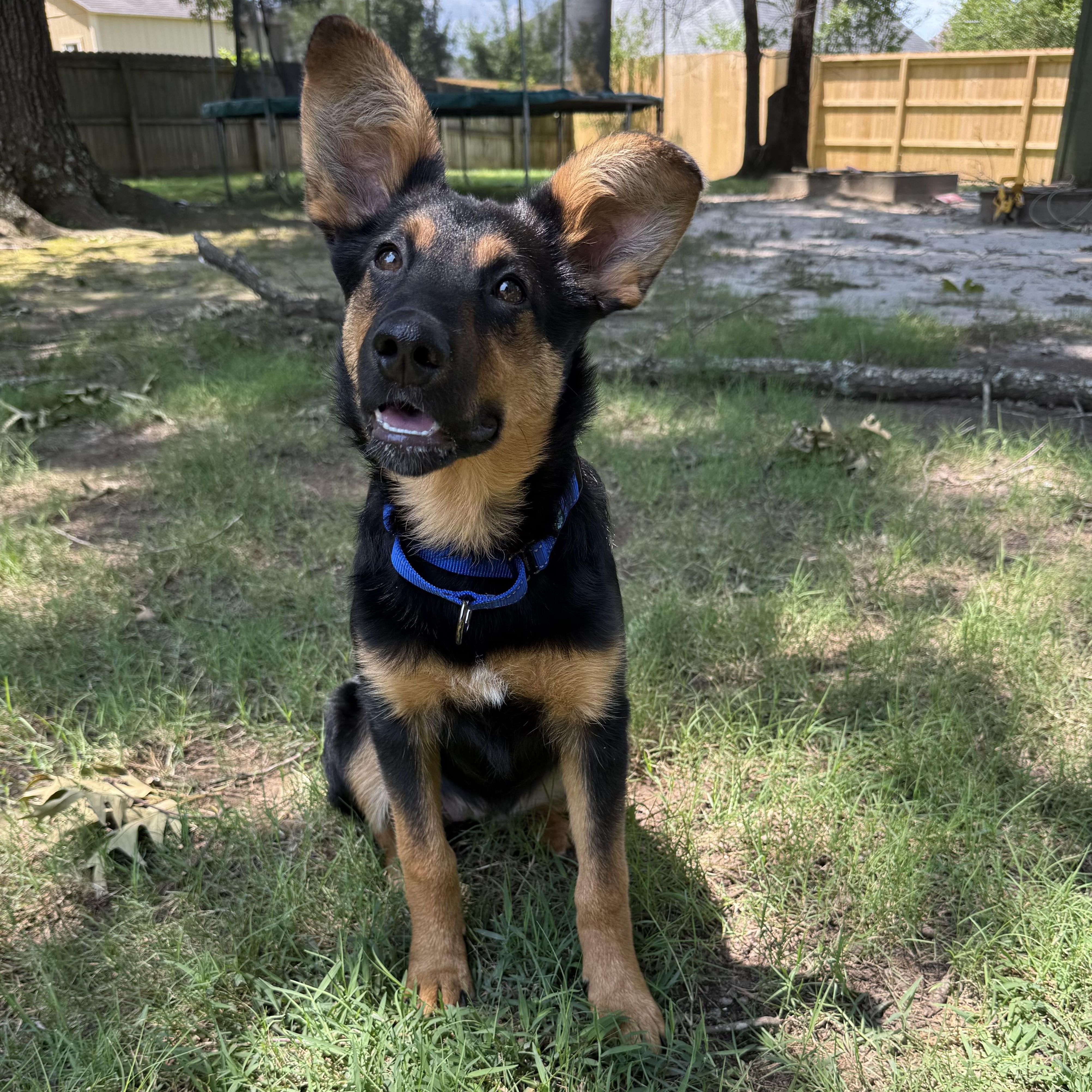 Tori, a Adopted German Shepherd Dog in Water Valley, MS image 2/5