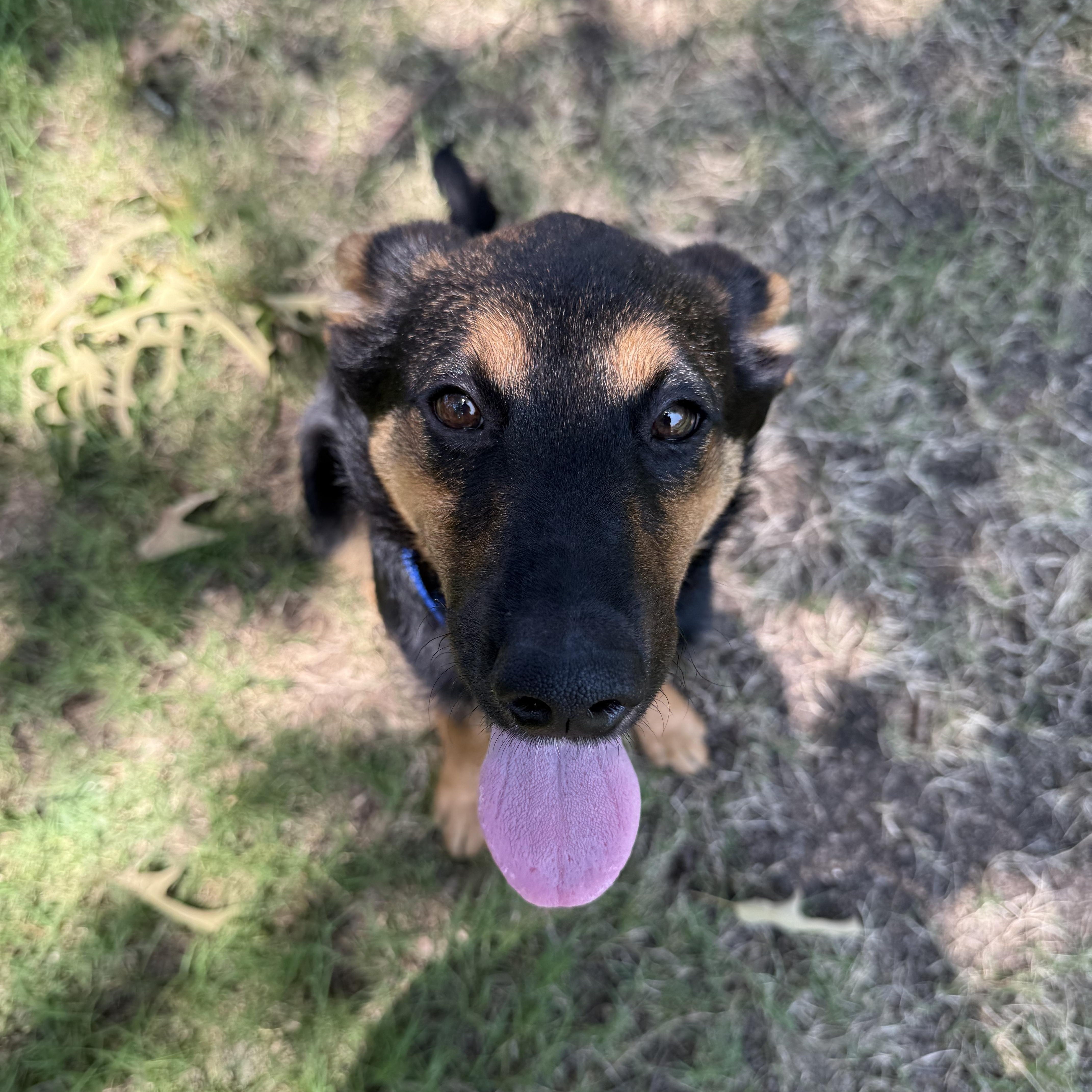 Tori, a Adopted German Shepherd Dog in Water Valley, MS image 5/5