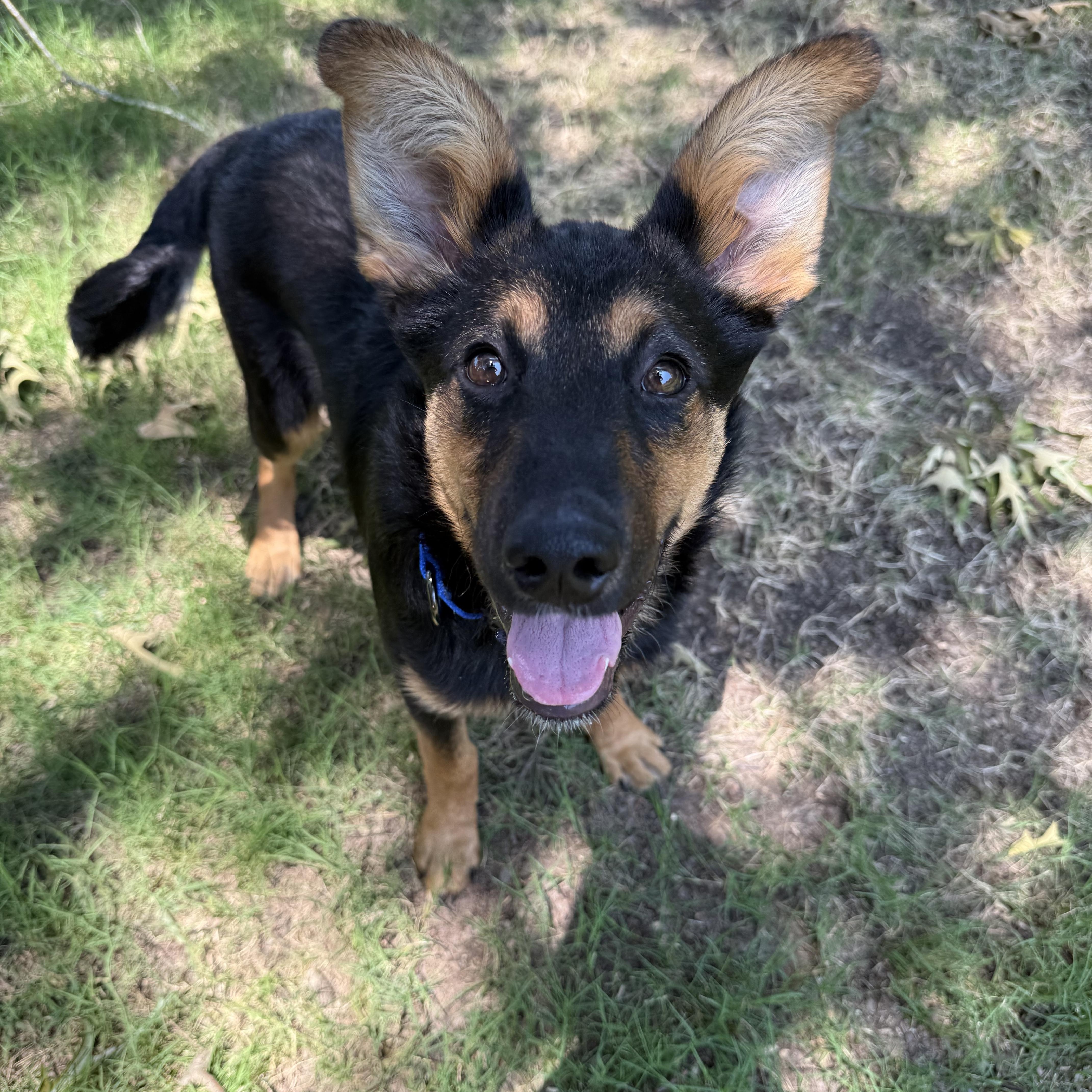 Tori, a Adopted German Shepherd Dog in Water Valley, MS image 1/5
