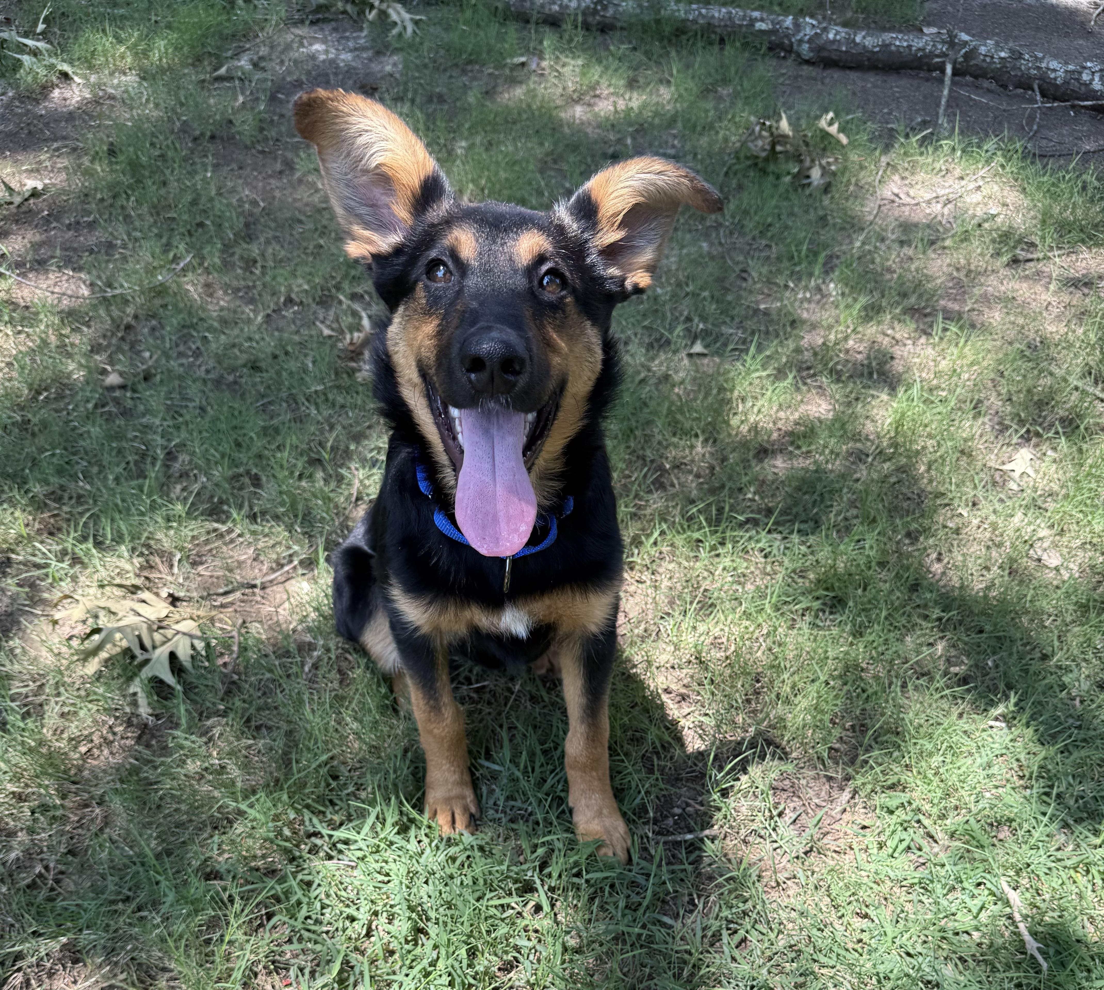 Tori, a Adopted German Shepherd Dog in Water Valley, MS image 3/5