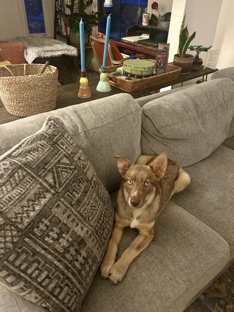 Enlarge Spudz, a Adoptable mixed breed in Denver, CO image 1/6