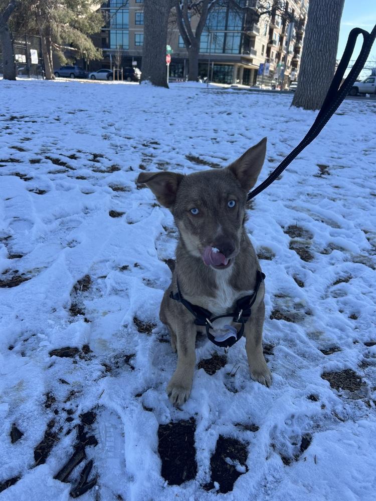 Enlarge Spudz, a Adoptable mixed breed in Denver, CO image 2/6