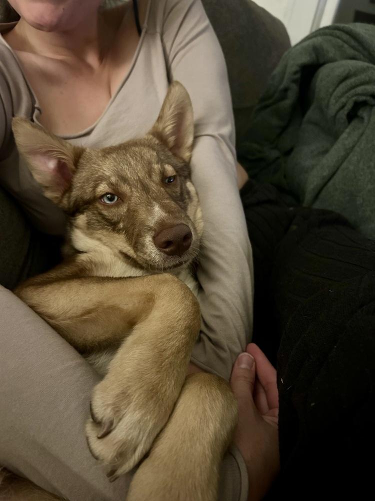 Enlarge Spudz, a Adoptable mixed breed in Denver, CO image 3/6