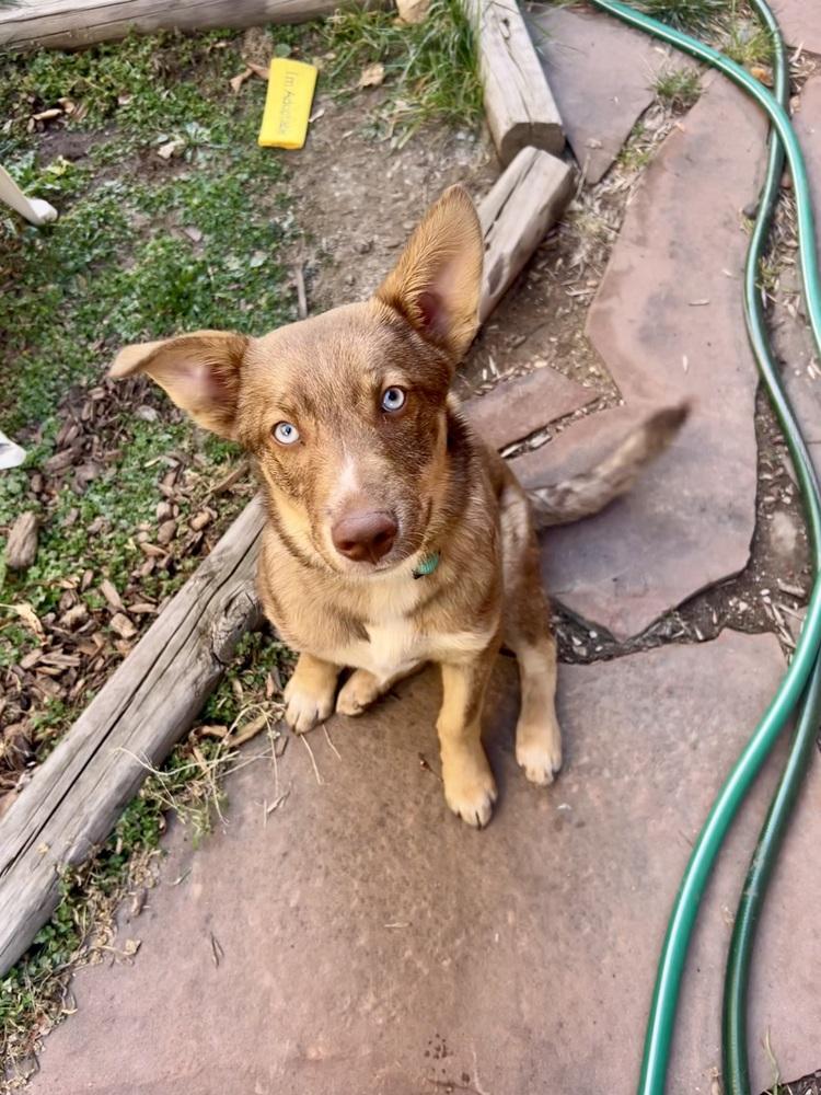 Enlarge Spudz, a Adoptable mixed breed in Denver, CO image 4/6